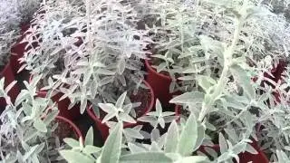 Big Plant Nursery - Buddleja Silver Anniversary