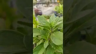 😱 Ye Tamatar Hack Sabko Nahi Pata | Grow Tomatoes Fast