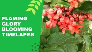 Flaming Glory Bower Vine. (clerodendrum)