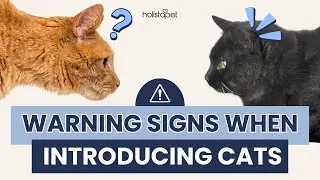 Warning Signs When Introducing Cats to Each Other