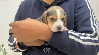 Meet the new member of our family 🦮❤️