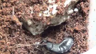 devil's horse coach beetle feeding