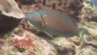 Parrotfish bites coral (noisily!)