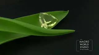 Trillion-Cut Beryl in Macro | Gemstone Close-Up | Jewelry Visual Content