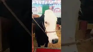 #cattlemarket #cow #bull #cattlepoint #cowmandi #cattlestation #cattlefarm #shorts #viral #short