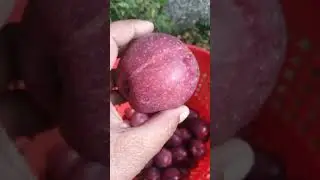 Really Sweet Apples from Harshil (9000 feet above sea level)