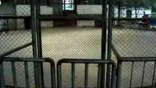 Animal Abuse at Zoos in China (1)