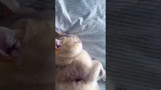 Dream Face.#cat #catlover #cutecat #fyp #meow