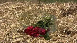Donna Summer's Final Resting Place