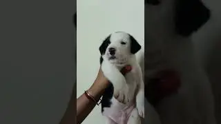buy pets online india cash on delivery pet shop online @ 8307797664