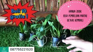 Promo Anggrek Keriting Paket Isi 10 Plant Gratis 1 Bisa Melayani Partai Harga Terjangkau | 03-06-22