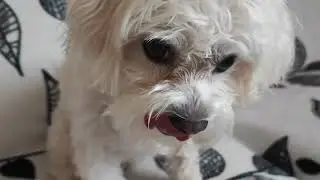 Fresh and Crunchy! My Dog Enjoys an Apple Snack 🍏😋