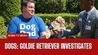 Dogs: Man&rsquo;s Best Friend or Furry Overlord? | Goldie Retriever Investigates | Spoof comedy news