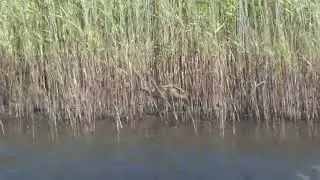 Stalking Bittern