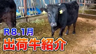 R8.1月出荷牛の紹介‼️