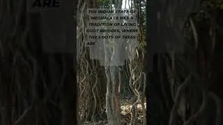 Tree Bridges🤔🪵🌁 #viral #shortvideo #facts #unknownfacts #bridge