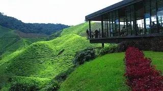 Tanah Rata, Cameron Highlands | Cameron Highlands Series 7| Malaysia | Pahang | Drone View