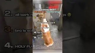 Ranking FUNNIEST Animals vs Glass Moments