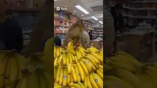 The Money stole Banana from market #monkey #banana #viral #funny #foryou #trending #ai