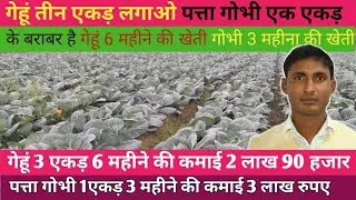 गेहूं तीन एकड़ लगाओ || और पत्ता गोभी एक एकड़ के बराबर है || गेहूं 6 महीने की खेती || पत्ता गोभी 3 