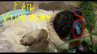 Funny Videos/Приколы Видео & Compilation Funny Videos/Подборка Прикольных Видео - FailsVideo#4