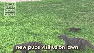 HARNAS | Mongoose Pups