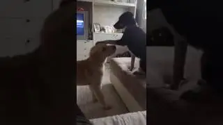 Cane educato