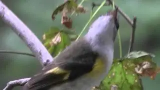 American Redstart (females)