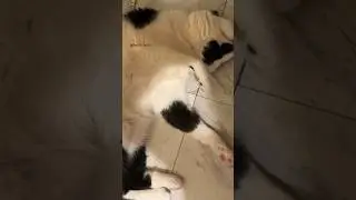 Why Your Cat Shows You Their Belly (And What It Means)