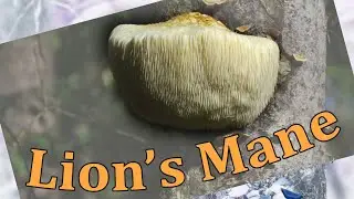 LION'S MANE - Flora and Fauna of the Sea Islands