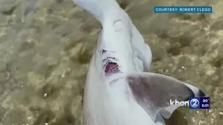 Dead hammerhead sharks found in Hawai‘i Kai; experts suspect human caused