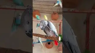 African Grey parrot - Love bird - Pet love - Beauty full parrot - Home pet - Shoot 0jw829i2