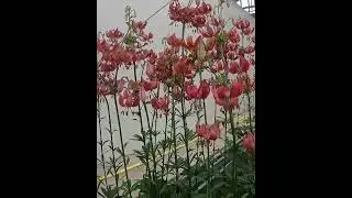 Lilia Martagon złotogł&oacute;w Lilium 'Manitoba Morning' 🥀 Zobacz jak wygląda🌱 - CEBULE kt&oacute;re KWITNĄ -
