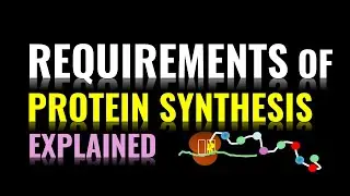 Requirements of Protein synthesis explained