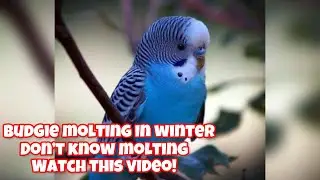 What Is Molting In Budgie Parrot?