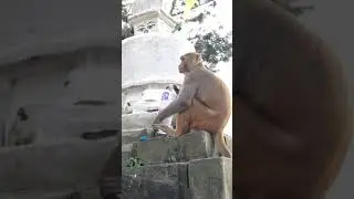 #monkeys #drinking #water Monkey drinking a water