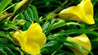 oleander plant propagation|how to grow kaner plant from seed|#gardening #viralvideo #gardeningshort