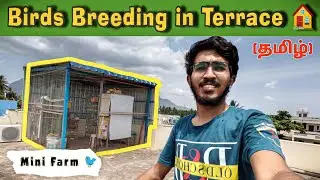 Birds breeding on Terrace🐣 (தமிழ்) | Aviary setup tamil | மாடியில் பறவைகள் வளர்க்கும் முறைகள் 🐦