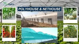 Poly House & Net House #hydroponics #farming #viralvideo #hydroponic #polyhouse #nethouse