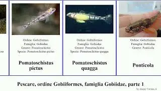 Pescare, ordine Gobiiformes, famiglia Gobiidae, parte 2 pomatoschistus trimma ponticola neogobius