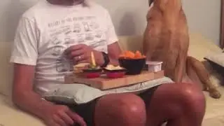 Dog looks at its owners' plate of food and then looks away as he gets caught | CONTENTbible #Shorts
