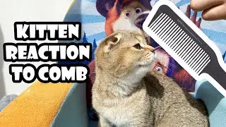 Cat vs Brush. Cat reaction