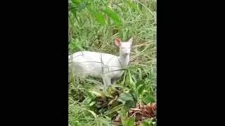 VEADO MATEIRO ALBINO. #albino #veado #mateiro #vidanaselva #natureza