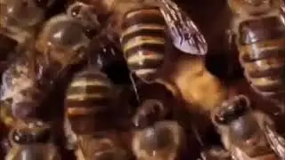 Giant Asian killer hornets, now found in united states