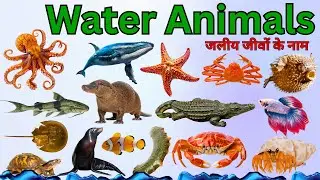 Water Animal Name in Hindi and English | जलीय जंतु का नाम By @DevStudyPark