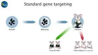 goGermline - revolutionary technology to generate knockout & knock-in mice