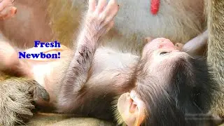 Fresh newborn Quinton so strong & healthy | New baby Quinton very alerted