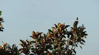 Red-whiskered Bulbul