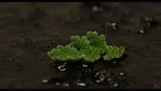 Fern Azolla grows and dries out, timelapse
