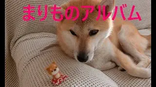 まりものアルバム